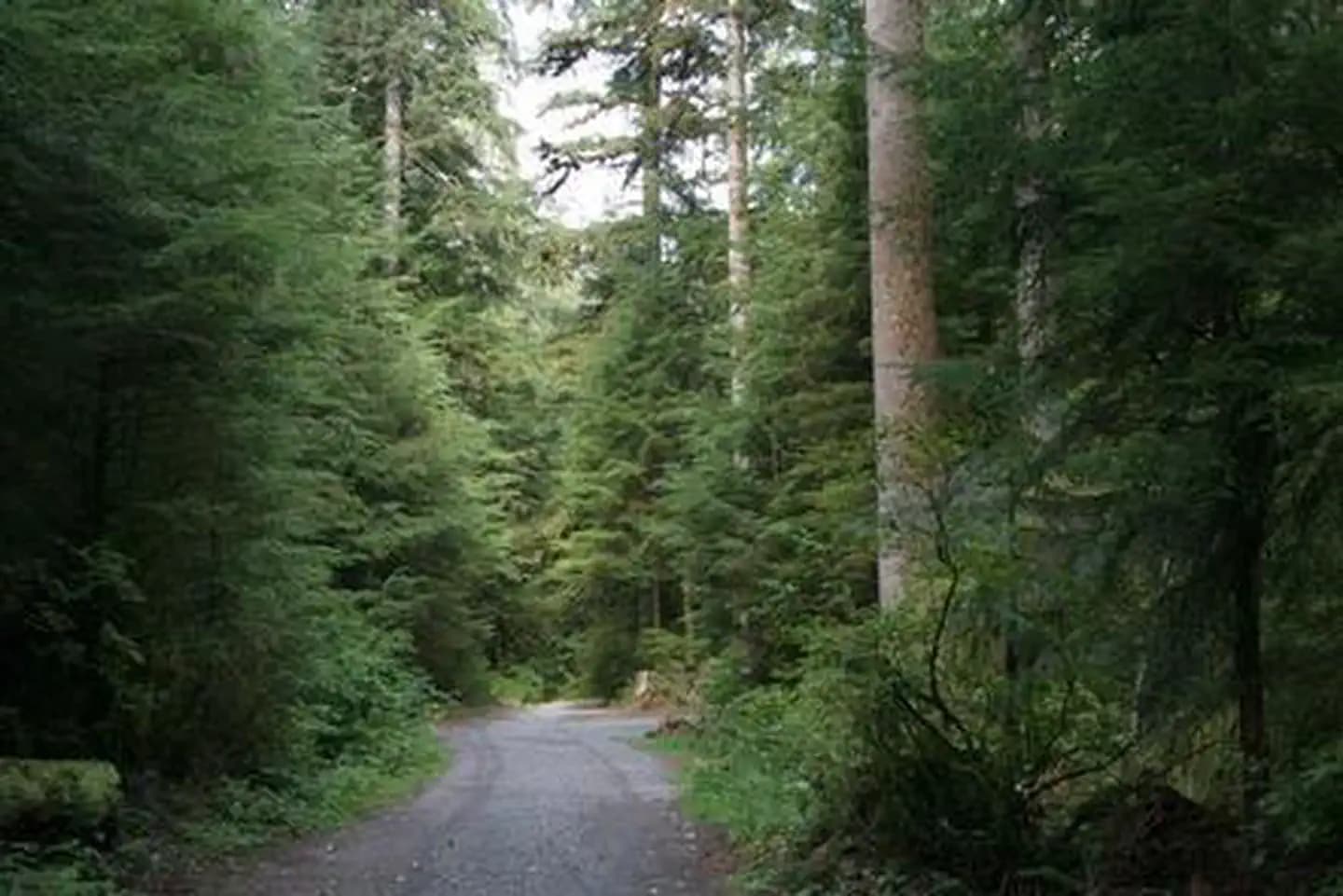 Wiley Creek Group Camp