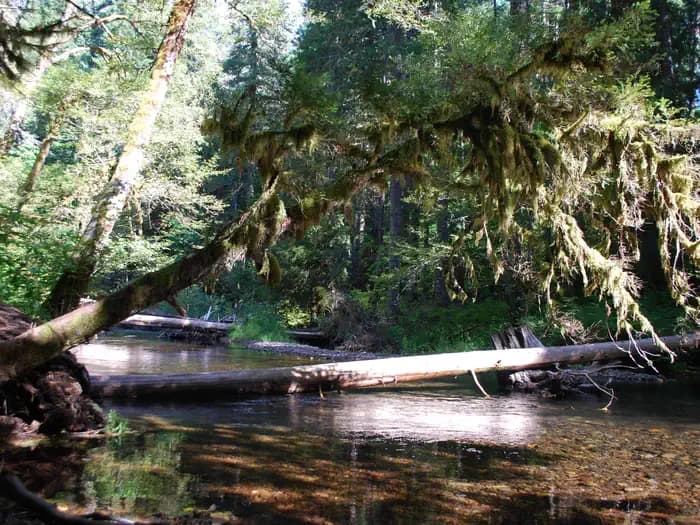 Moss Creek campground