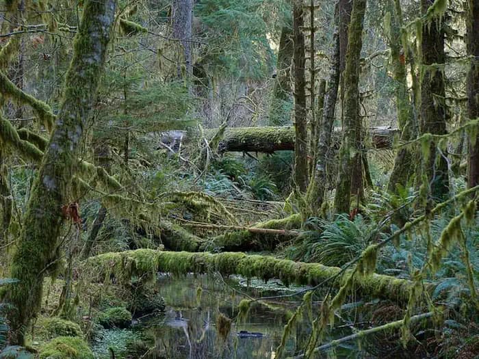 Hoh Rainforest Campground