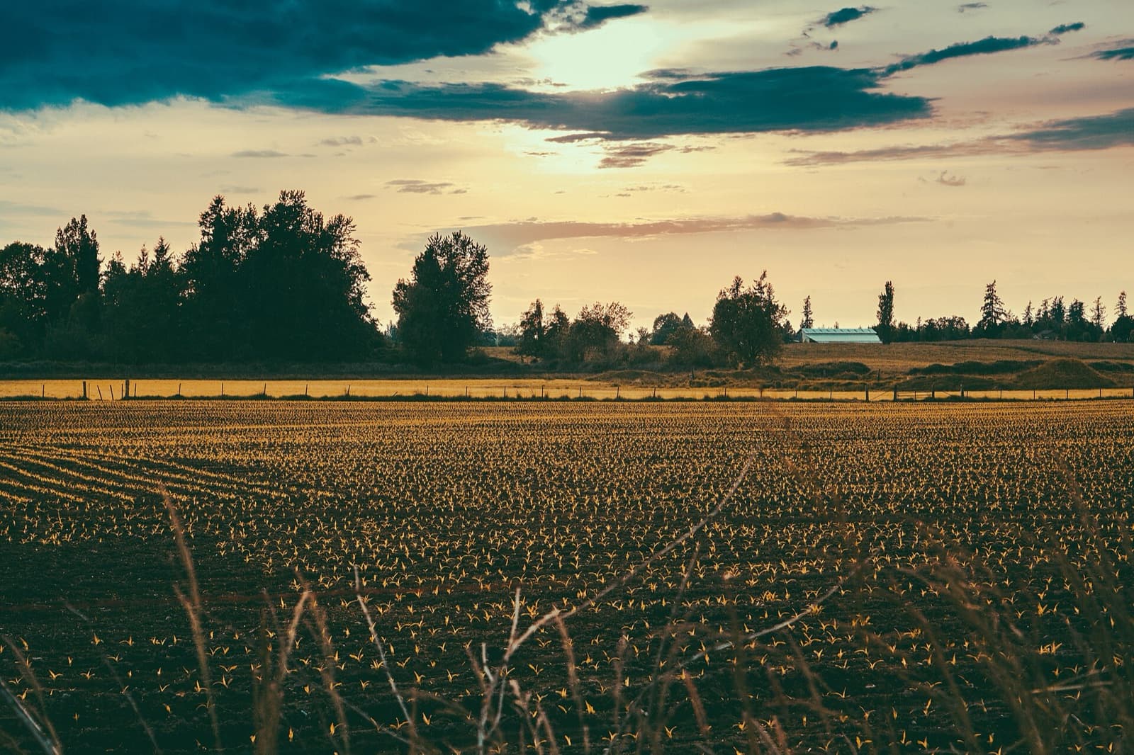 Farmland outside Enumclaw, Washington