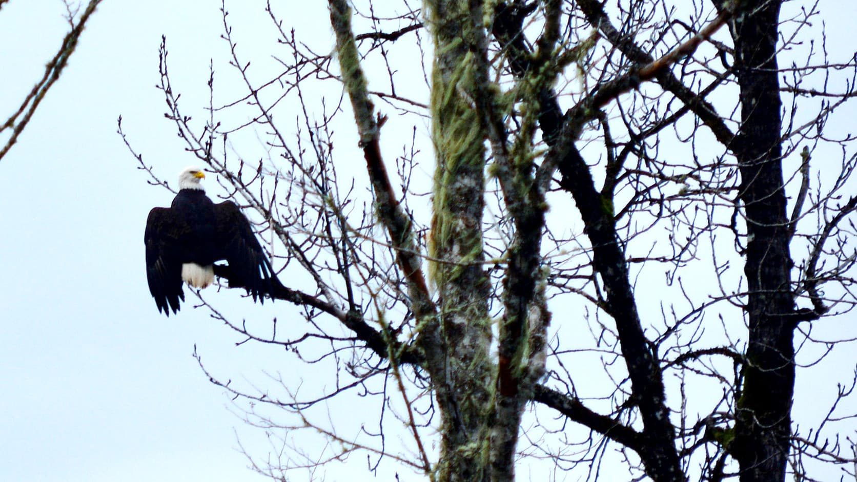 An adult bald eagle with a white head and yellow bill perched with its wings half open on a bare, lichen-hung branch above the Skagit River southwest of Corkindale, Washington, against a pale winter sky.