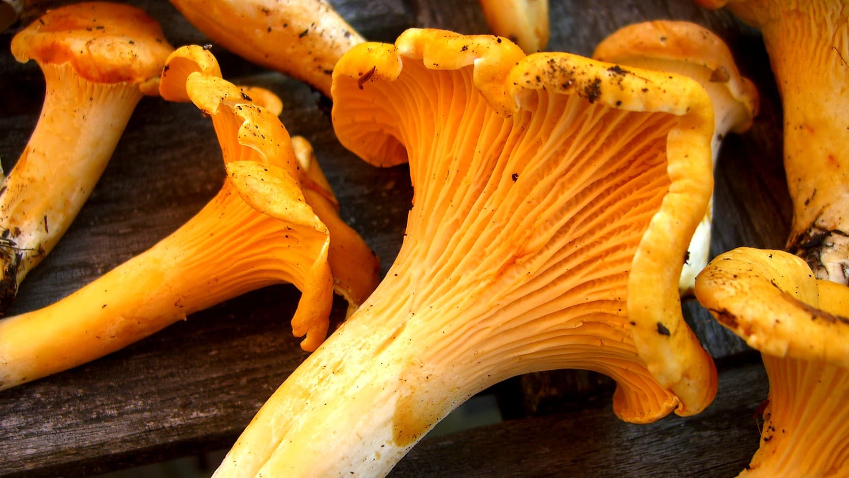 Golden chanterelle mushrooms, picked and laid on weathered wooden boards, with the ridged undersides of their caps toward the camera.