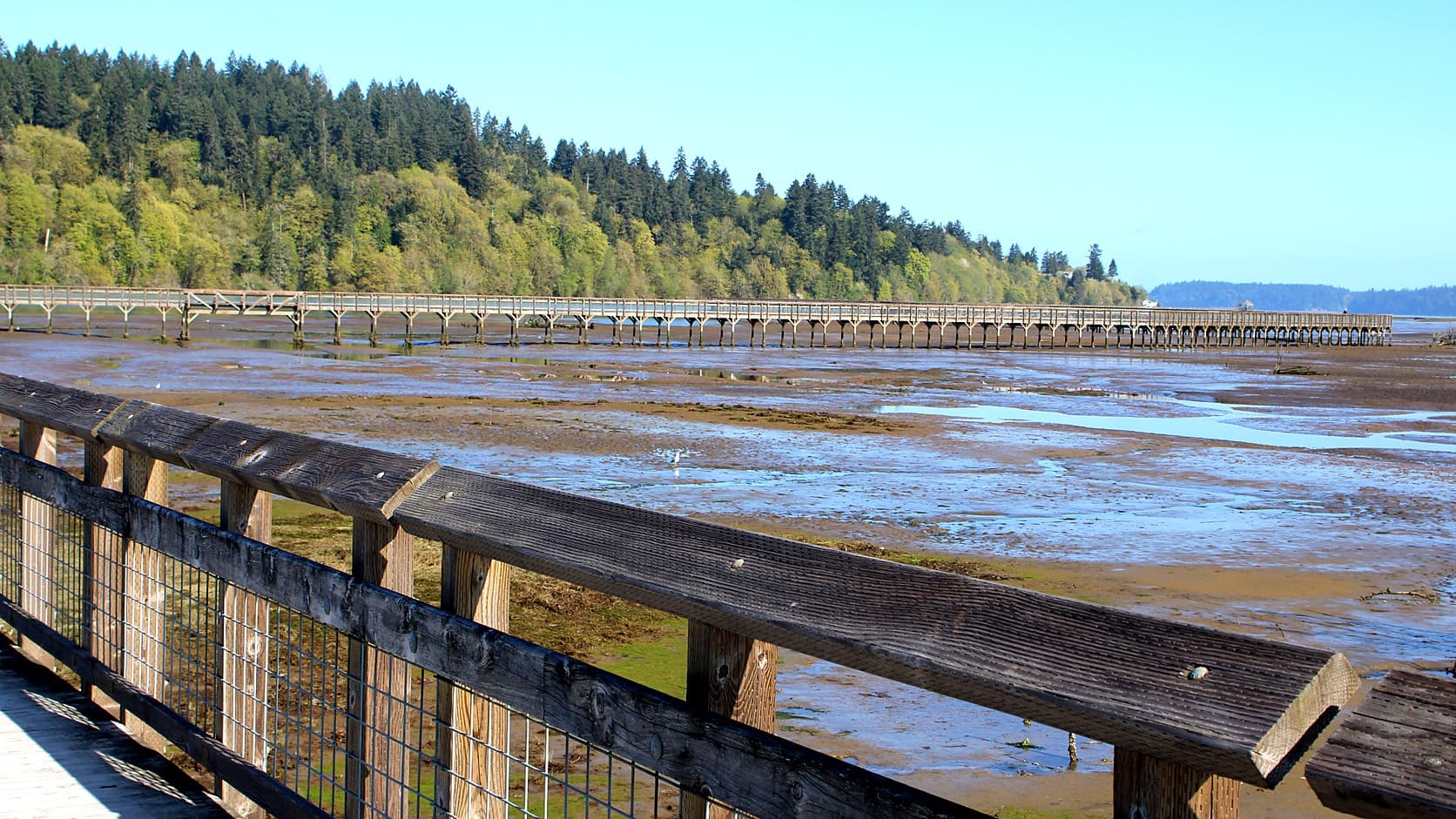 A long elevated wooden boardwalk crosses uncovered mudflats dotted with shining pools, seen over a wooden railing, with a tree-covered bluff and a clear blue sky behind.