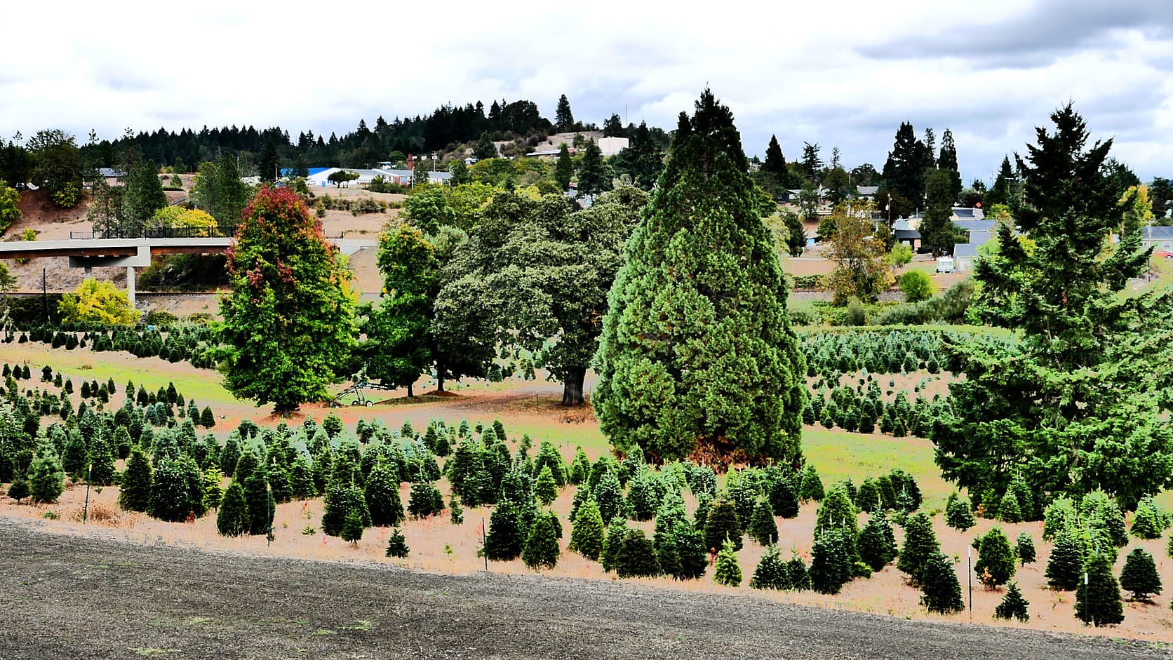 Rows of small sheared Christmas trees in a field at a tree farm in Oakland, Oregon, in October 2025, with taller trees, a few houses and a concrete bridge behind them under a cloudy sky.