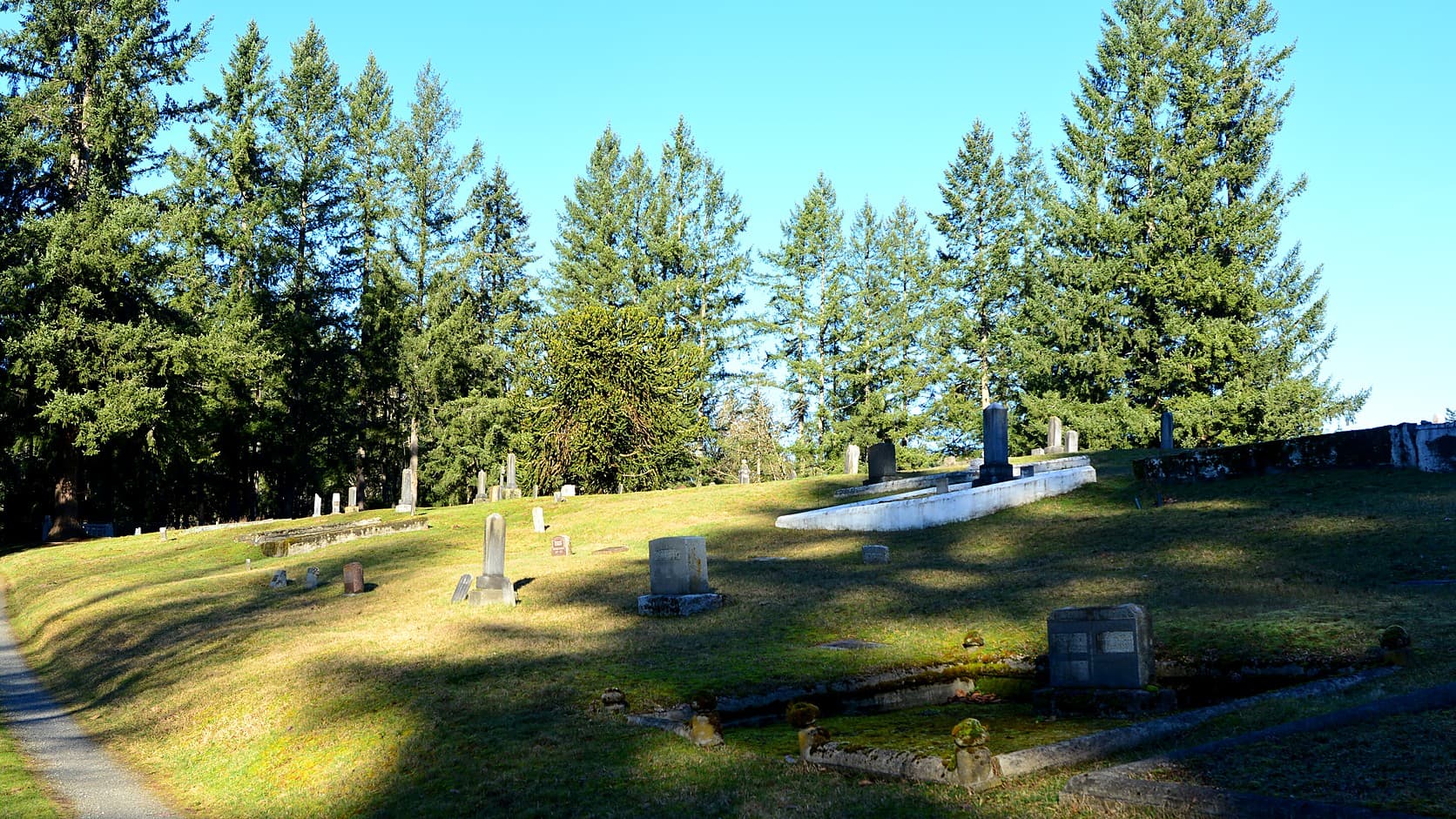 Old headstones, obelisks and a white concrete family plot on a sunlit grassy slope in Black Diamond Cemetery, with a gravel lane at left and tall firs and a monkey-puzzle tree behind under a clear blue sky.