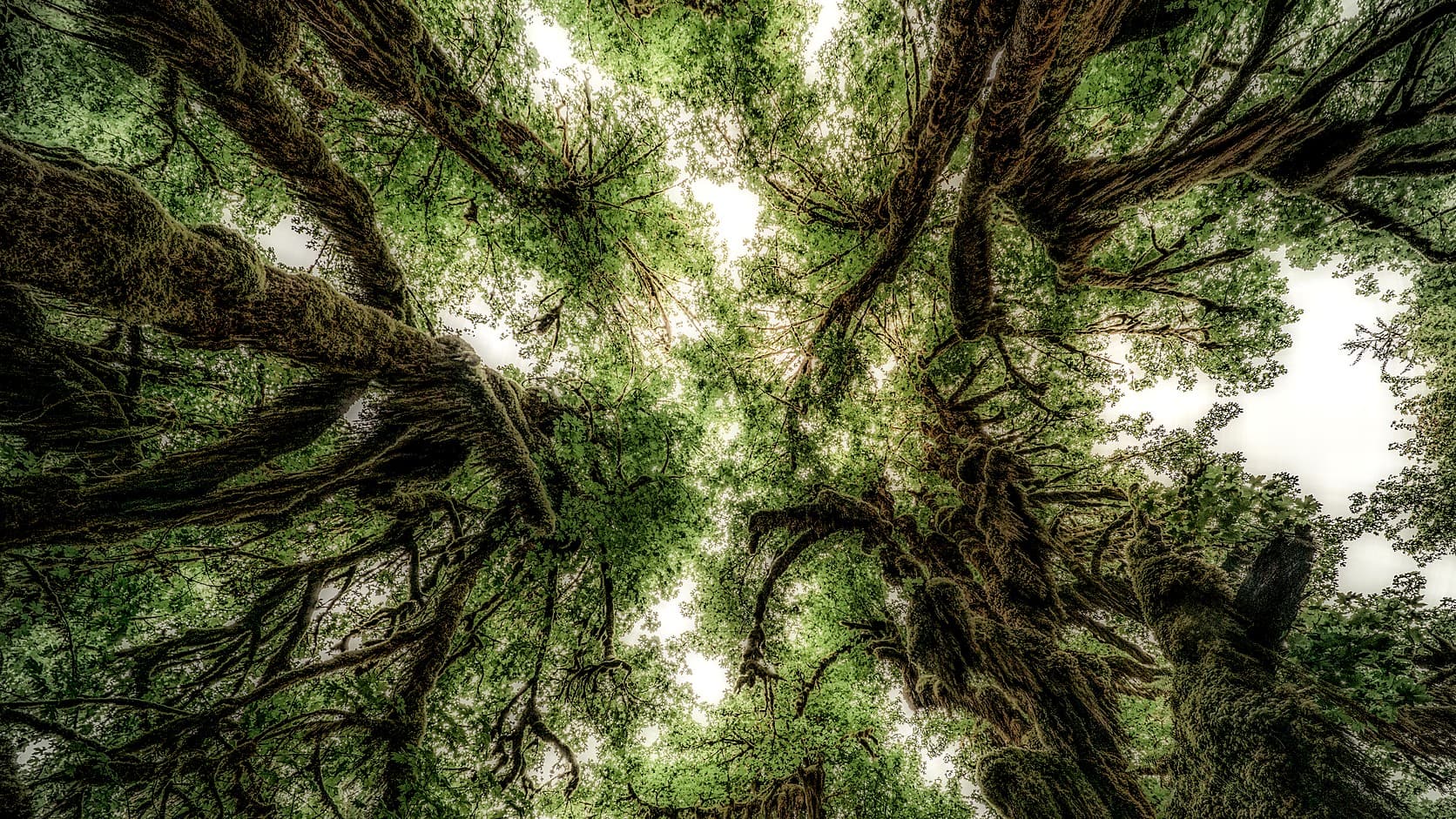 Moss-draped bigleaf maples seen from below in the Hall of Mosses, their branches spreading against a pale sky in the Hoh Rain Forest.