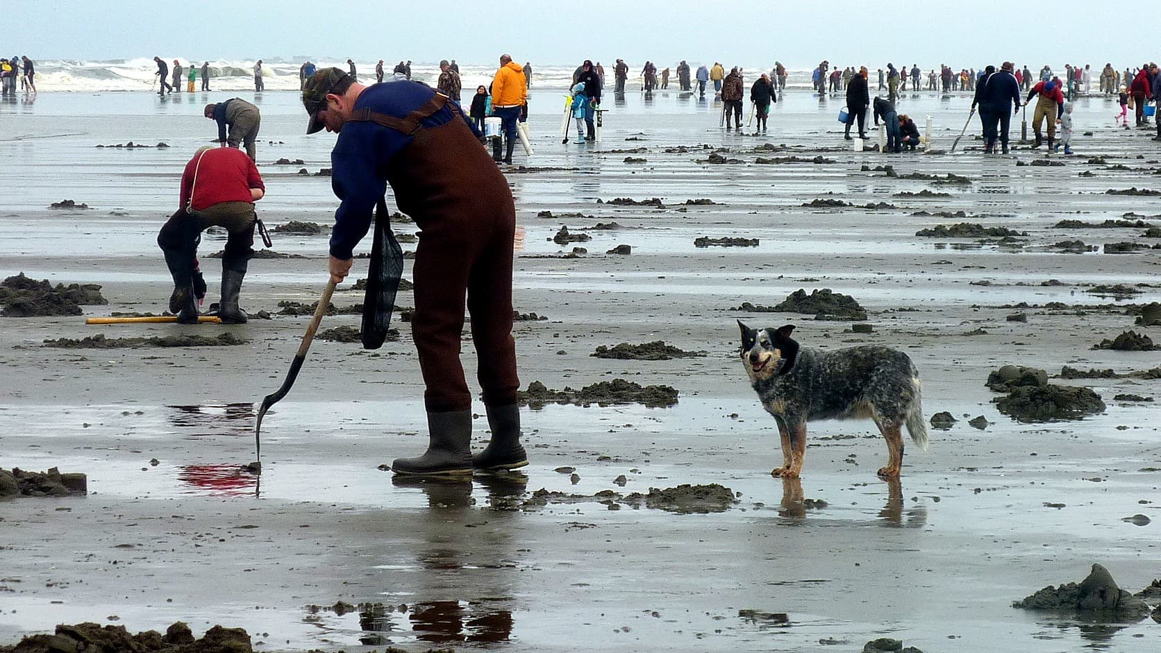 A digger in brown waders and a blue shirt bends over a clam shovel on a wet Washington beach, a blue heeler dog standing beside him, with dozens of other diggers spread along the surf line under a grey sky.