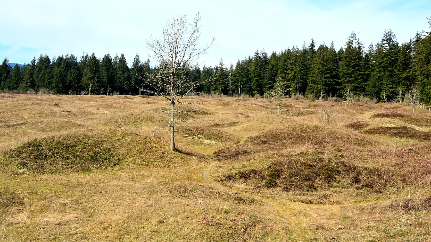 Low, rounded mounds covered in tan winter grass dot an open prairie, with a bare tree at center and a dark wall of conifers behind them.