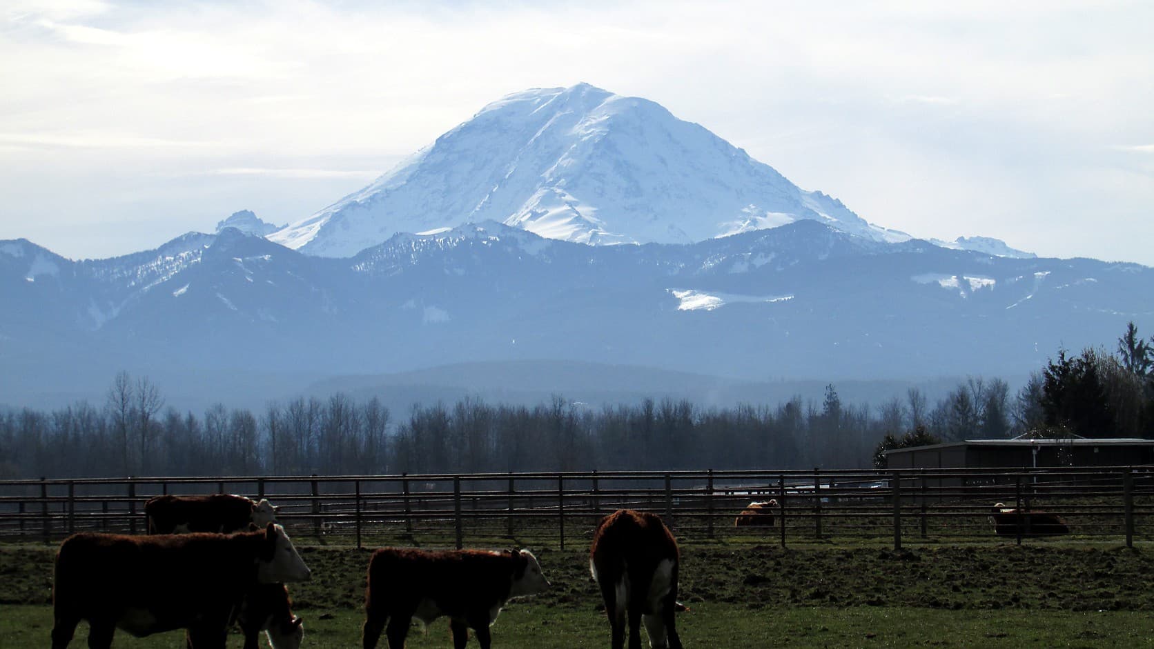 Hereford cattle grazing in a fenced pasture on the Enumclaw plateau in March 2019, with bare trees, the Cascade foothills and snow-covered Mount Rainier behind them.