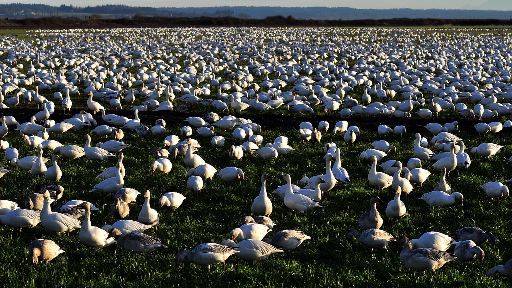 Thousands of white snow geese and grey-brown young birds stand on a green field on Fir Island in low sunlight, the flock stretching back to a strip of low hills on the horizon.