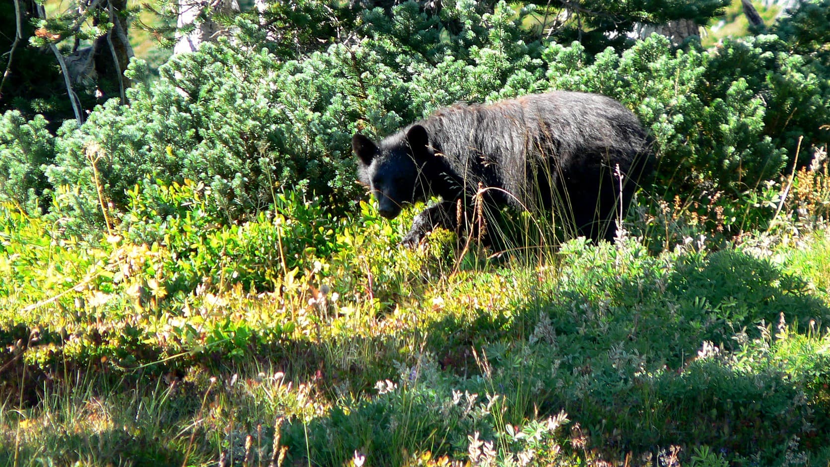 A black bear with a dark coat walks left through green shrubs and grass, with small evergreen trees behind it, in sunlight.