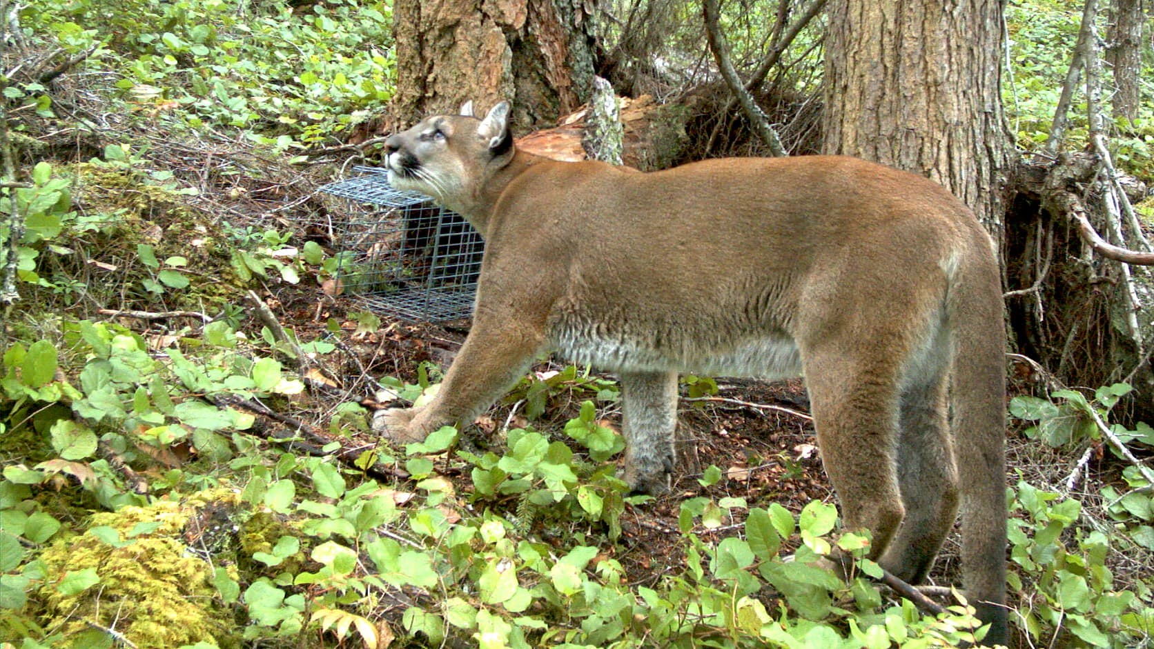 A tawny cougar stands side-on in a forest with its head raised, among green shrubs and moss, a wire mesh cage behind its head and shoulder, in a frame from a trail camera.