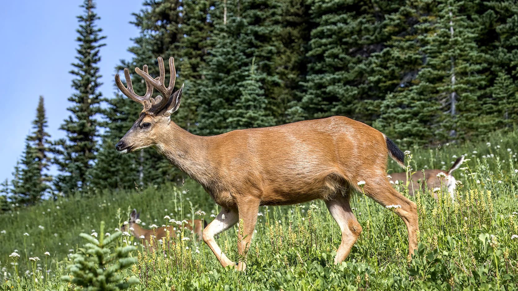A black-tailed deer buck with velvet-covered antlers walks through a wildflower meadow in front of a stand of conifers along the Myrtle Falls Trail in Mount Rainier National Park, with two more deer out of focus in the grass behind it.