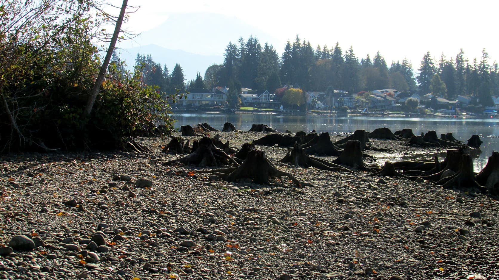 A field of weathered tree stumps on a bare gravel lakebed beside low water, with lakefront houses, fir trees and a hazy mountain beyond.