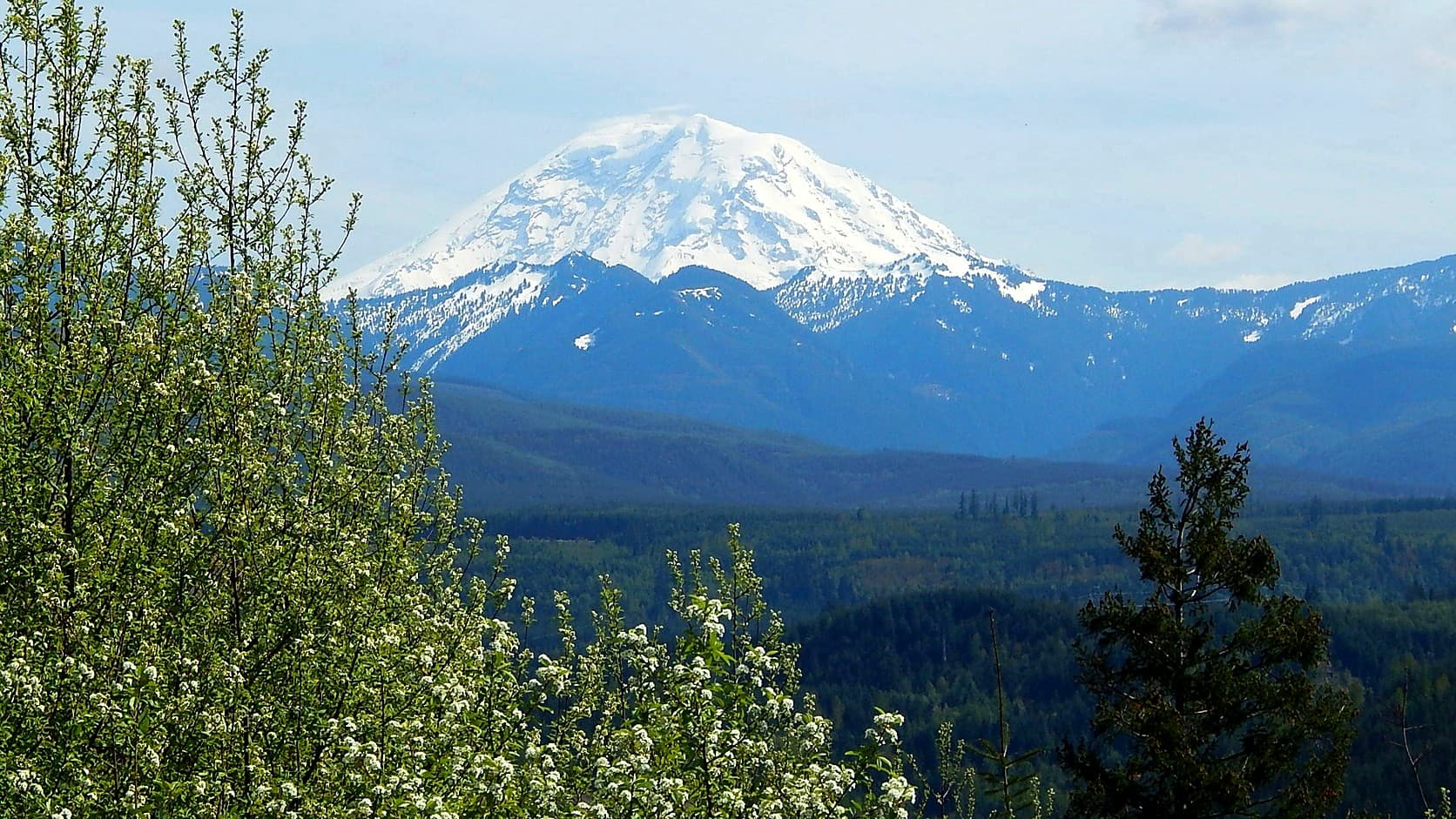 Snow-covered Mount Rainier rises above blue forested ridges and a green valley, seen past white-flowering shrubs and a young conifer from the Pinnacle Peak trail near Enumclaw.